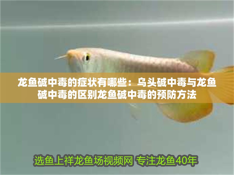 龍魚堿中毒的癥狀有哪些：烏頭堿中毒與龍魚堿中毒的區別龍魚堿中毒的預防方法