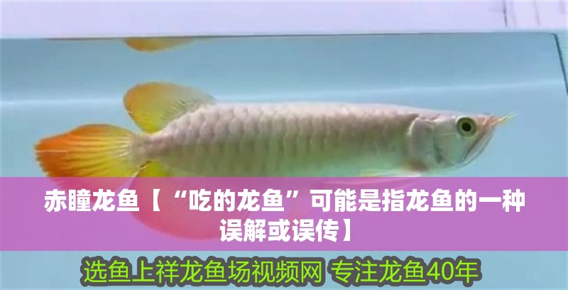 赤瞳龍魚【“吃的龍魚”可能是指龍魚的一種誤解或誤傳】
