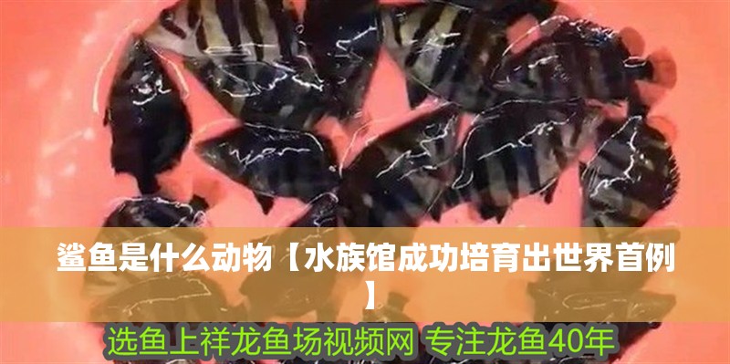 鯊魚(yú)是什么動(dòng)物【水族館成功培育出世界首例】