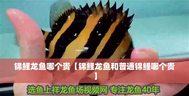 錦鯉龍魚哪個貴【錦鯉龍魚和普通錦鯉哪個貴】