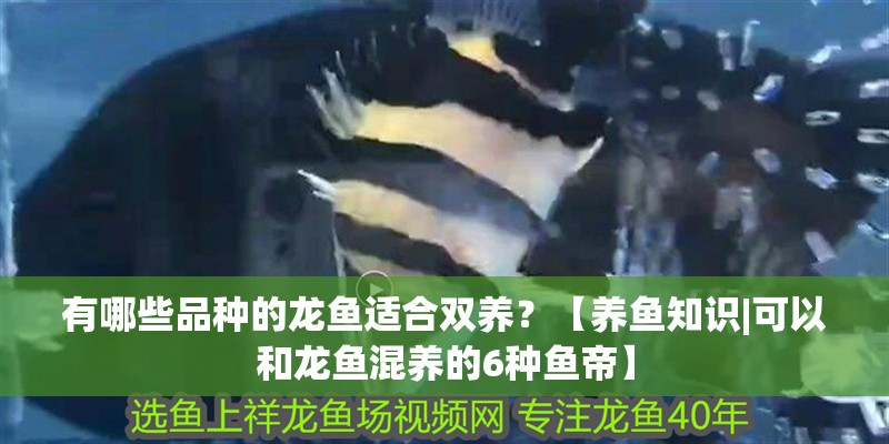 有哪些品種的龍魚適合雙養？【養魚知識|可以和龍魚混養的6種魚帝】