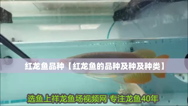 紅龍魚品種【紅龍魚的品種及種及種類】
