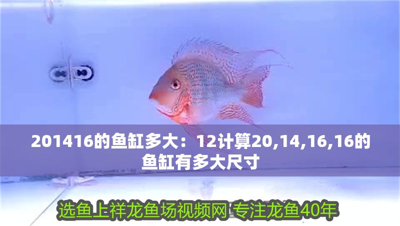 201416的魚缸多大：12計(jì)算20,14,16,16的魚缸有多大尺寸