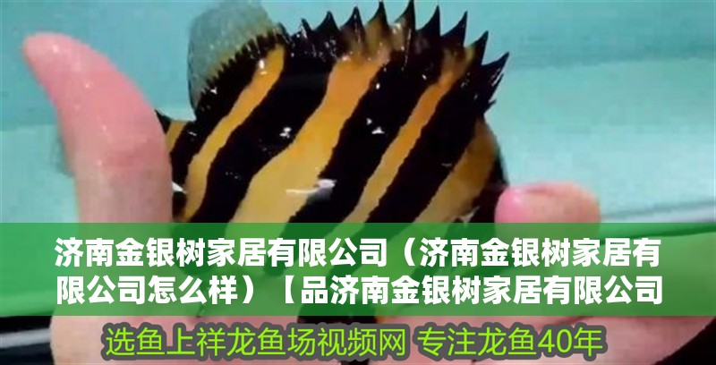 濟南金銀樹家居有限公司（濟南金銀樹家居有限公司怎么樣）【品濟南金銀樹家居有限公司怎么樣？】