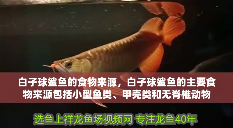 白子球鯊魚的食物來源，白子球鯊魚的主要食物來源包括小型魚類、甲殼類和無脊椎動物