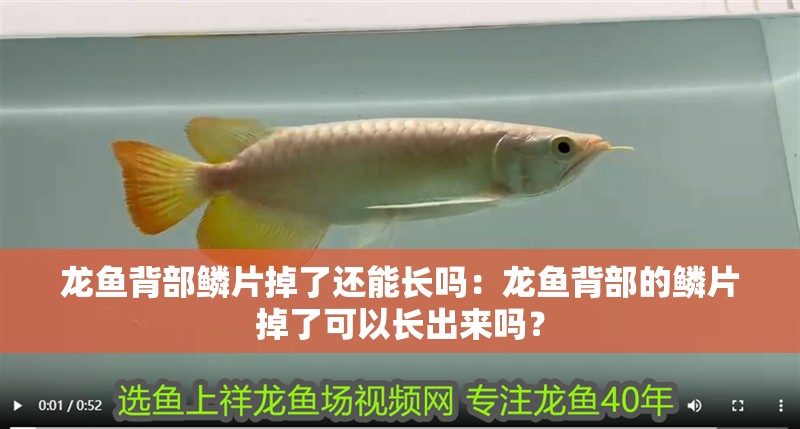 龍魚背部鱗片掉了還能長嗎：龍魚背部的鱗片掉了可以長出來嗎？
