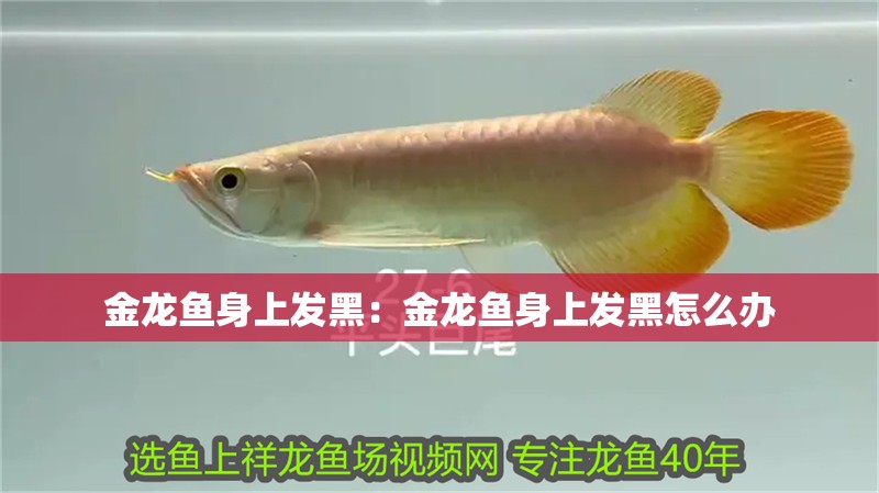 金龍魚身上發黑：金龍魚身上發黑怎么辦