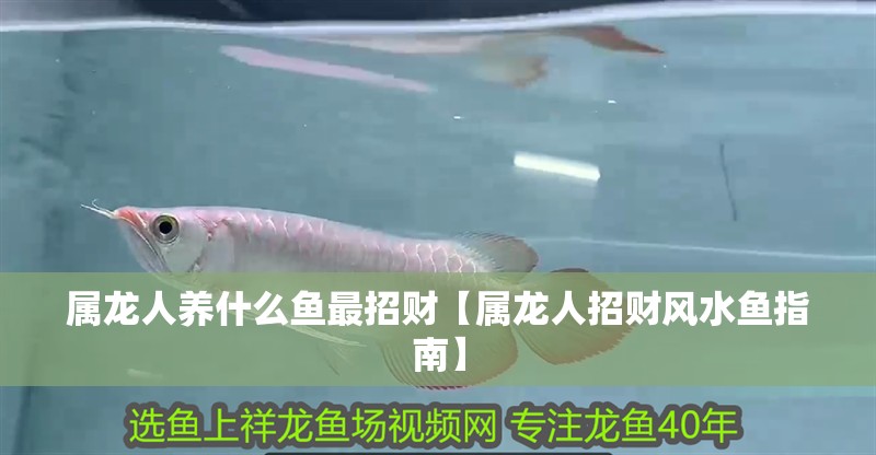 屬龍人養(yǎng)什么魚最招財【屬龍人招財風(fēng)水魚指南】