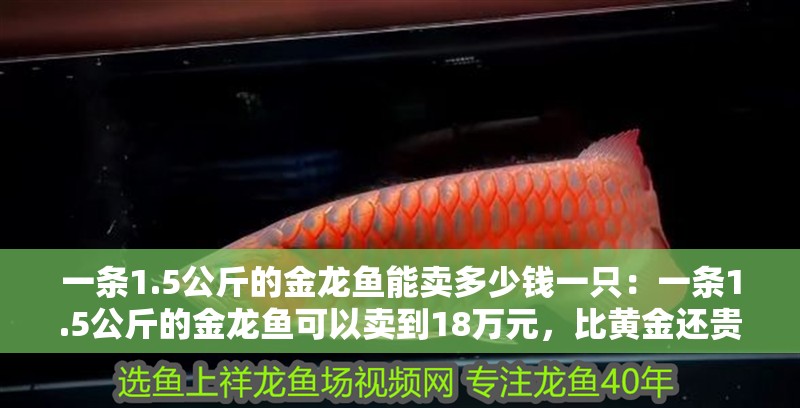 一條1.5公斤的金龍魚能賣多少錢一只：一條1.5公斤的金龍魚可以賣到18萬元，比黃金還貴
