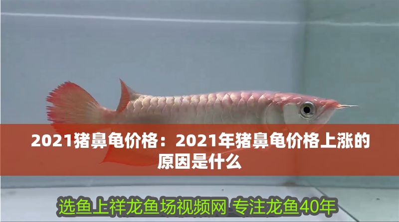 2021豬鼻龜價格：2021年豬鼻龜價格上漲的原因是什么