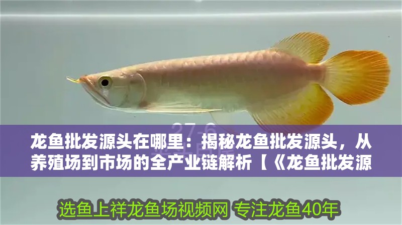 龍魚批發(fā)源頭在哪里：揭秘龍魚批發(fā)源頭，從養(yǎng)殖場到市場的全產(chǎn)業(yè)鏈解析【《龍魚批發(fā)源頭探秘：全球供應(yīng)鏈與高品質(zhì)龍魚養(yǎng)殖之道》】