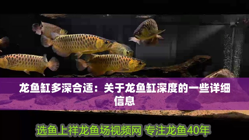 龍魚缸多深合適：關于龍魚缸深度的一些詳細信息