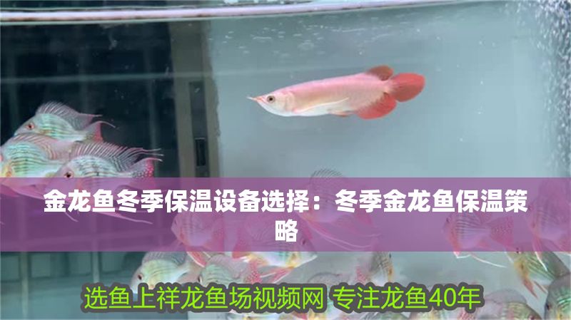 金龍魚冬季保溫設備選擇：冬季金龍魚保溫策略