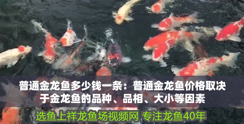 普通金龍魚多少錢一條：普通金龍魚價(jià)格取決于金龍魚的品種、品相、大小等因素