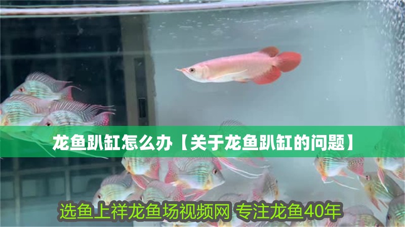 龍魚趴缸怎么辦【關(guān)于龍魚趴缸的問題】