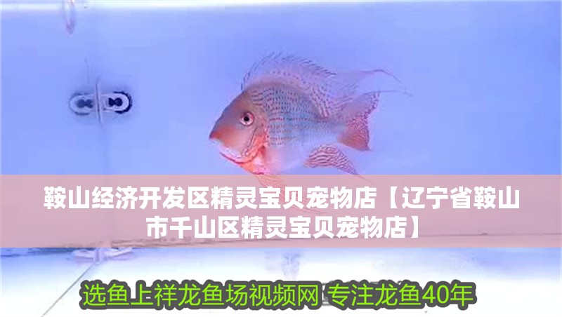 <strong><mark>鞍山</mark></strong>經濟開發區精靈寶貝寵物店【遼寧省<strong><mark>鞍山</mark></strong>市千山區精靈寶貝寵物店】