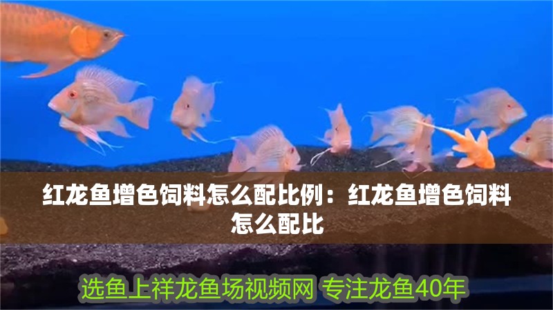 紅龍魚增色飼料怎么配比例：紅龍魚增色飼料怎么配比