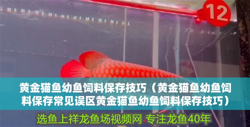 黃金貓魚幼魚飼料保存技巧（黃金貓魚幼魚飼料保存常見誤區黃金貓魚幼魚飼料保存技巧）