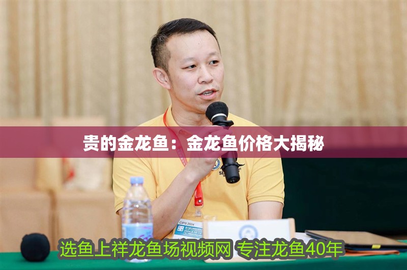 貴的金龍魚：金龍魚價格大揭秘