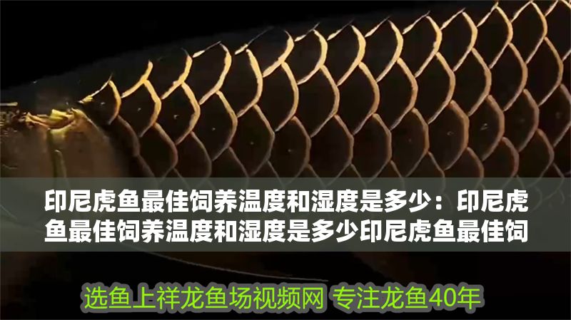 印尼虎魚最佳飼養(yǎng)溫度和濕度是多少：印尼虎魚最佳飼養(yǎng)溫度和濕度是多少印尼虎魚最佳飼養(yǎng)溫度是多少
