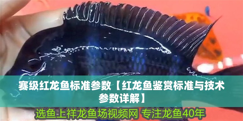 賽級紅龍魚標準參數【紅龍魚鑒賞標準與技術參數詳解】