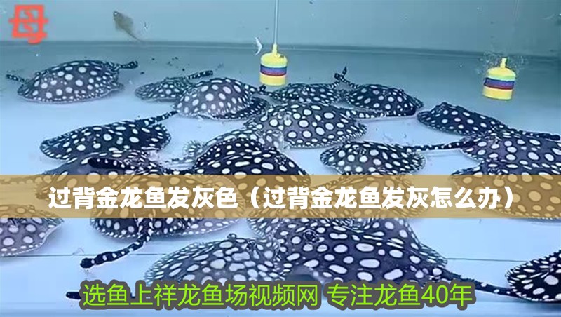 過背金龍魚發灰色（過背金龍魚發灰怎么辦）