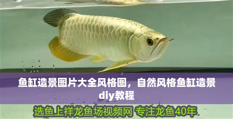 魚(yú)缸造景圖片大全風(fēng)格圖，自然風(fēng)格魚(yú)缸造景diy教程