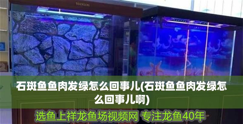 石斑魚魚肉發綠怎么回事兒(石斑魚魚肉發綠怎么回事兒啊)