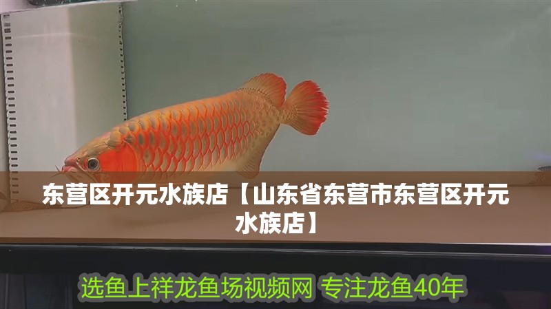 東營區(qū)開元水族店【山東省東營市東營區(qū)開元水族店】