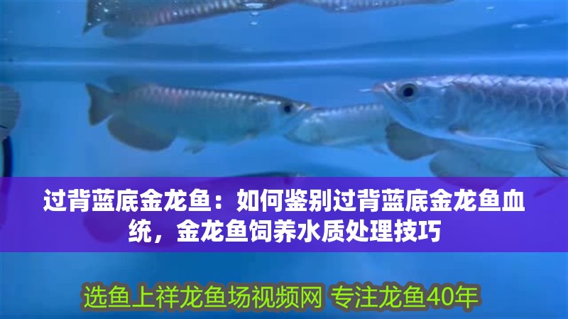 魚(yú)缸用增氧泵價(jià)格是多少:魚(yú)缸增氧機(jī)-xtrac增氧機(jī)-xtrac增氧機(jī) 過(guò)背藍(lán)底金龍魚(yú):如何鑒別過(guò)背藍(lán)底金龍魚(yú)血統(tǒng),金龍魚(yú)飼養(yǎng)水質(zhì)處理技巧 龍魚(yú)百科 過(guò)背藍(lán)底金龍魚(yú):如何鑒別過(guò)背藍(lán)底金龍魚(yú)血統(tǒng),金龍魚(yú)飼養(yǎng)水質(zhì)處理技巧 過(guò)背藍(lán)底金龍魚(yú):如何鑒別過(guò)背藍(lán)底金龍魚(yú)血統(tǒng),金龍魚(yú)飼養(yǎng)水質(zhì)處理技巧 龍魚(yú)百科