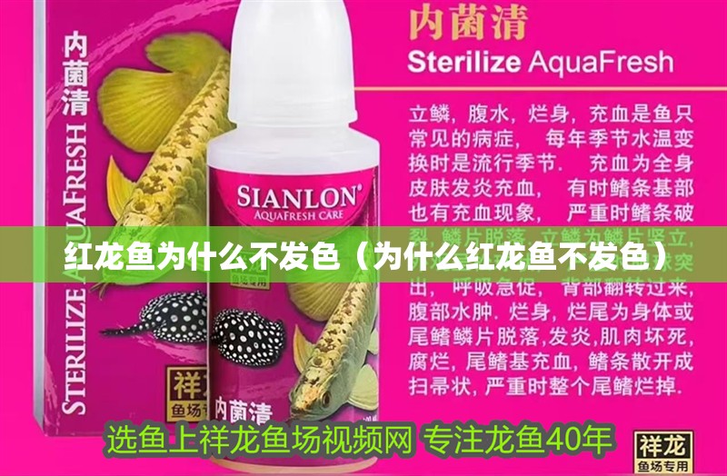 紅龍魚為什么不發(fā)色（為什么紅龍魚不發(fā)色）