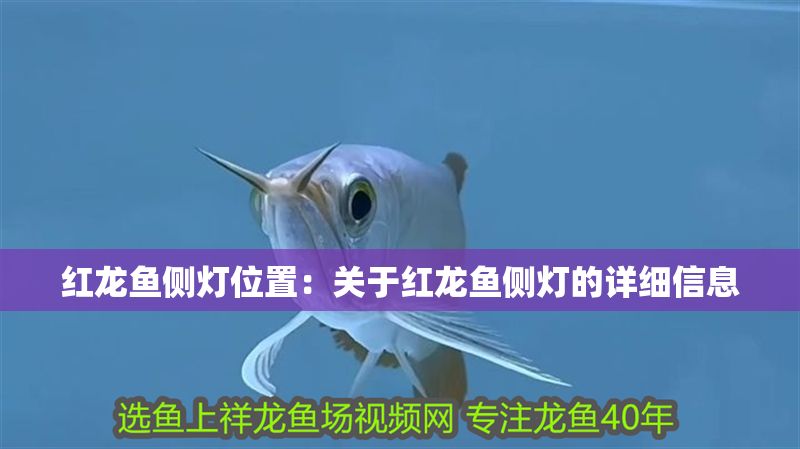 紅龍魚側燈位置：關于紅龍魚側燈的詳細信息