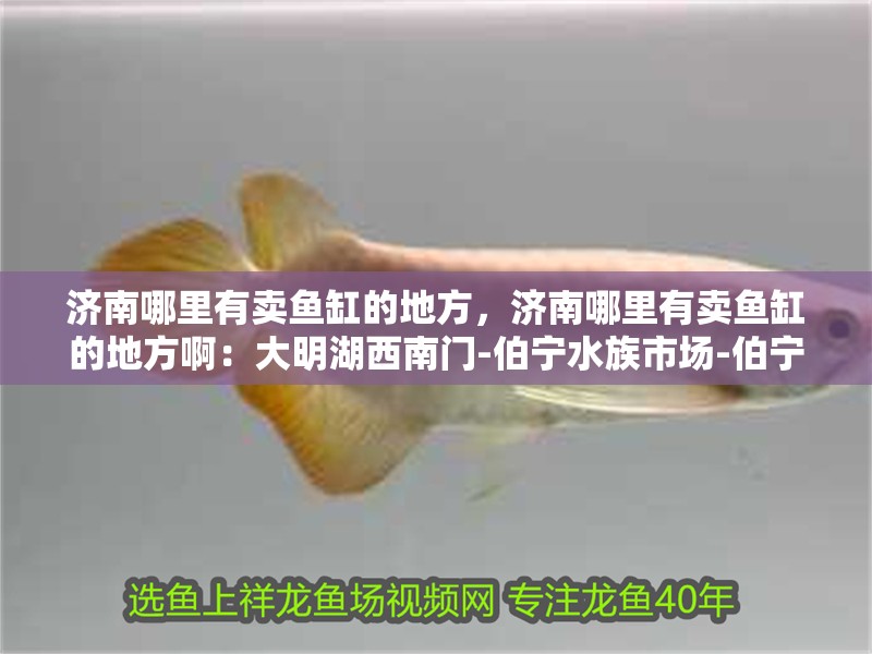 濟南哪里有賣魚缸的地方，濟南哪里有賣魚缸的地方啊：大明湖西南門-伯寧水族市場-伯寧水族市場