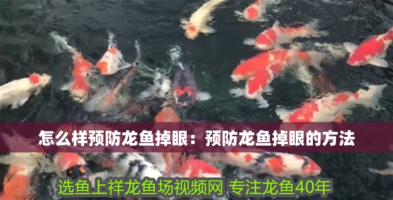 怎么樣預防龍魚掉眼：預防龍魚掉眼的方法