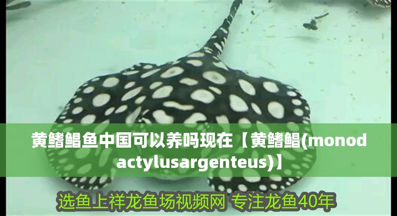 黃鰭鯧魚中國可以養嗎現在【黃鰭鯧(monodactylusargenteus)】