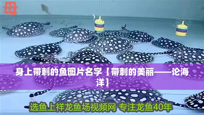 身上帶刺的魚圖片名字【帶刺的美麗——論海洋】