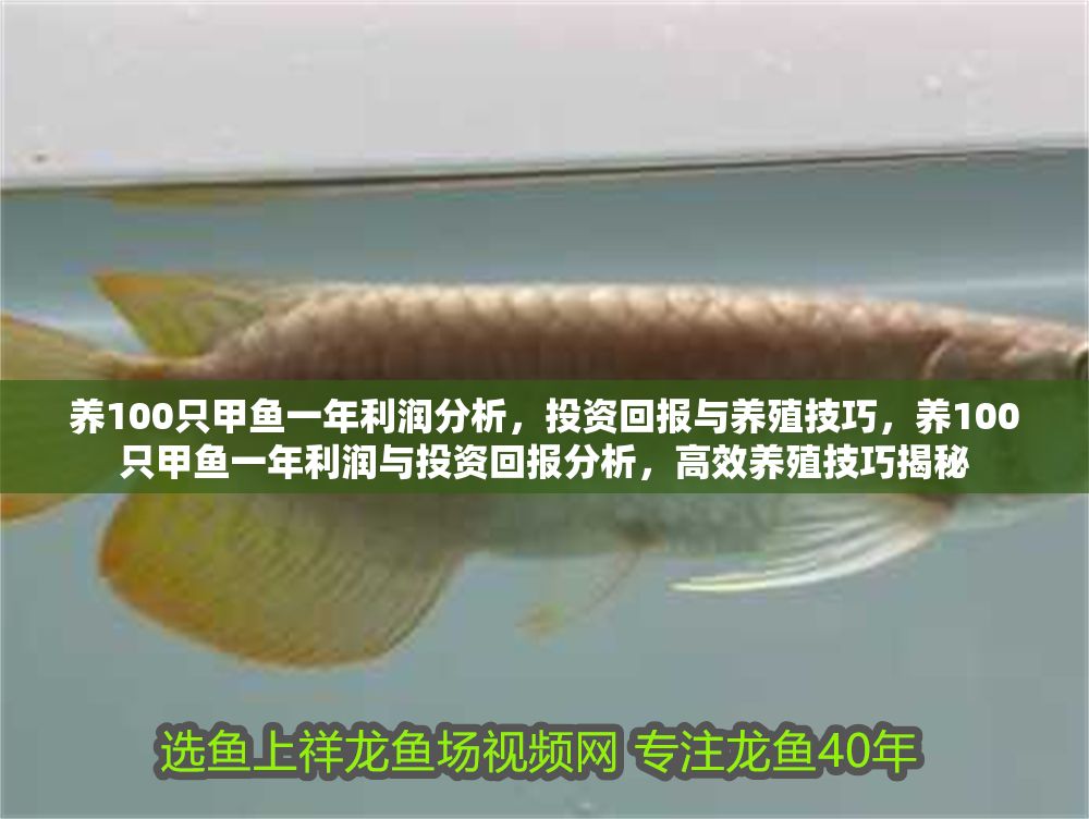 養100只甲魚一年利潤分析，投資回報與養殖技巧，養100只甲魚一年利潤與投資回報分析，高效養殖技巧揭秘