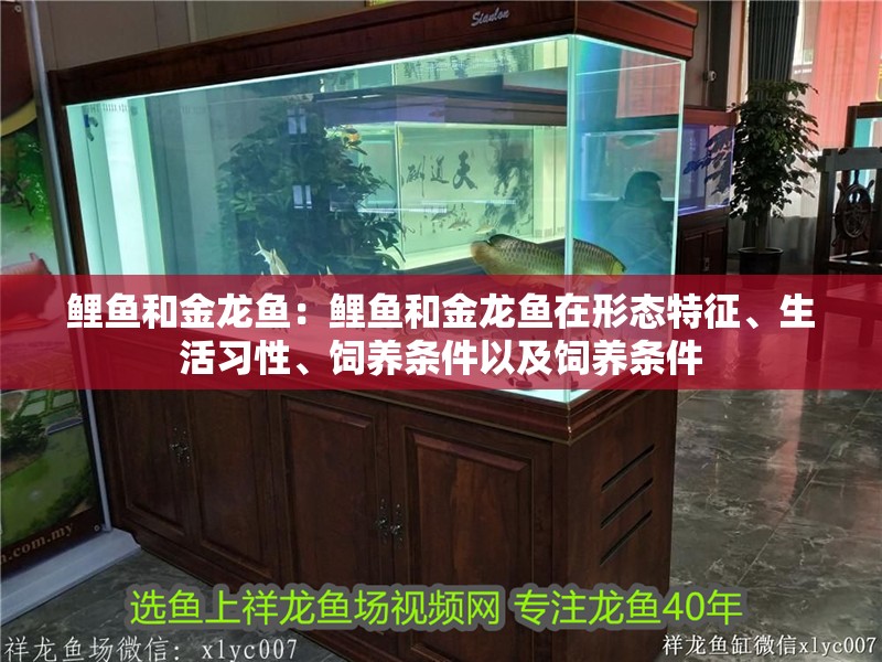 鯉魚和金龍魚：鯉魚和金龍魚在形態特征、生活習性、飼養條件以及飼養條件