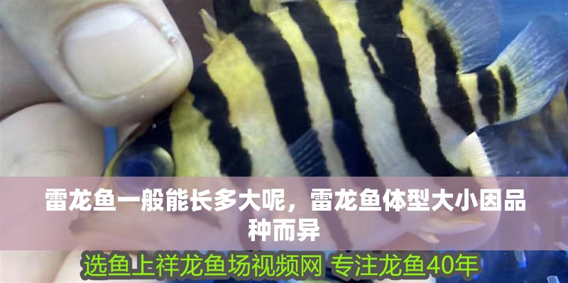 雷龍魚一般能長多大呢，雷龍魚體型大小因品種而異