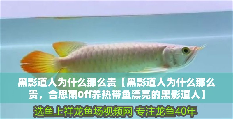 黑影道人為什么那么貴【黑影道人為什么那么貴，合思雨0ff養熱帶魚漂亮的黑影道人】