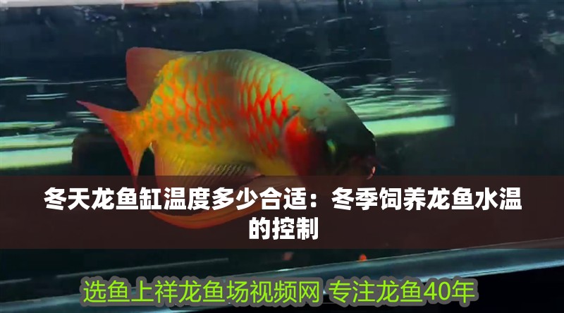 冬天龍魚缸溫度多少合適：冬季飼養龍魚水溫的控制
