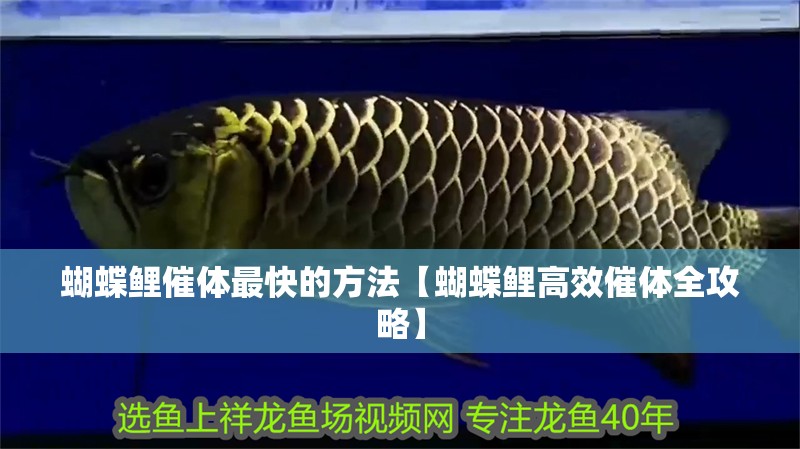 蝴蝶鯉催體最快的方法【蝴蝶鯉高效催體全攻略】