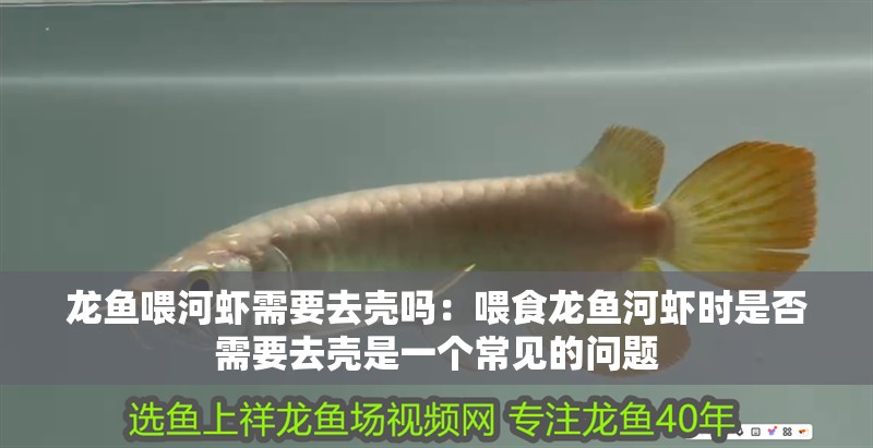 龍魚喂河蝦需要去殼嗎：喂食龍魚河蝦時是否需要去殼是一個常見的問題