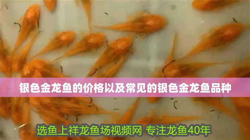 銀色金龍魚的價格以及常見的銀色金龍魚品種