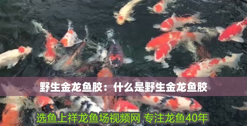 野生金龍魚膠：什么是野生金龍魚膠