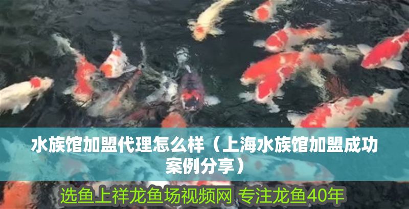 水族館加盟代理怎么樣（上海水族館加盟成功案例分享）
