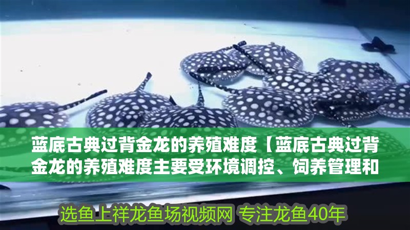 藍底古典過背金龍的養殖難度【藍底古典過背金龍的養殖難度主要受環境調控、飼養管理和血統穩定性三方面因素影響】