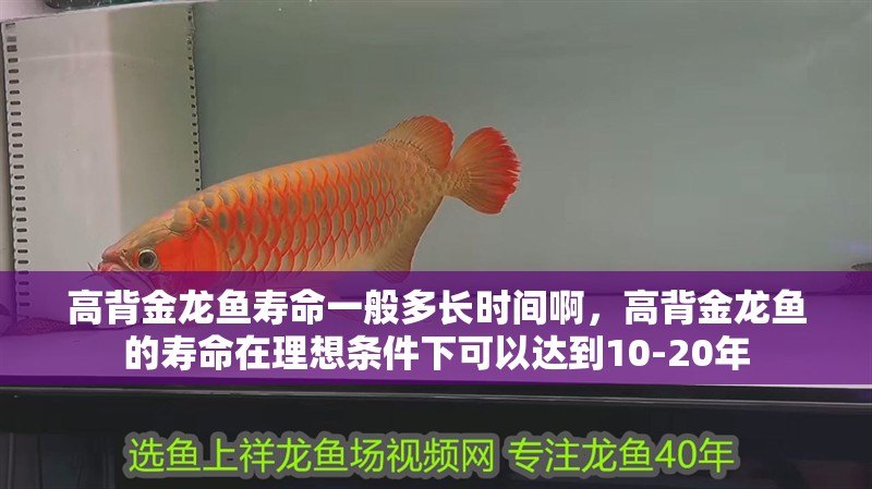 高背金龍魚壽命一般多長時間啊，高背金龍魚的壽命在理想條件下可以達到10-20年