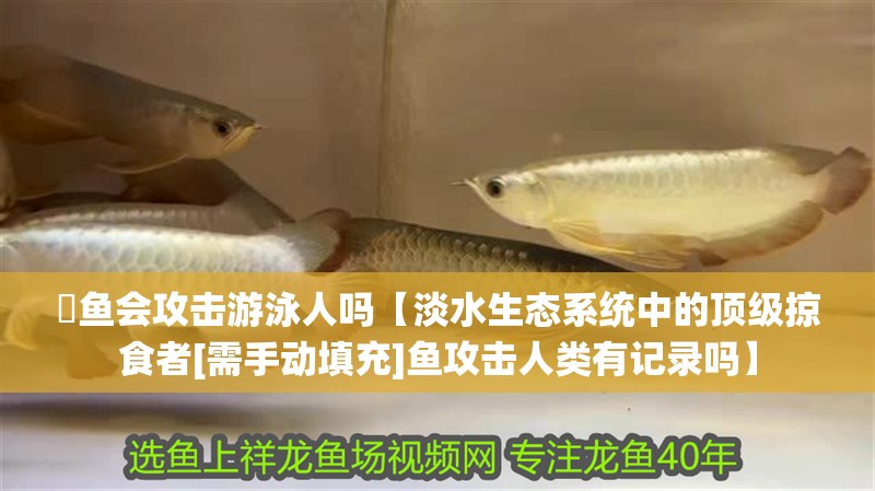 鳡魚會攻擊游泳人嗎【淡水生態系統中的頂級掠食者[需手動填充]魚攻擊人類有記錄嗎】