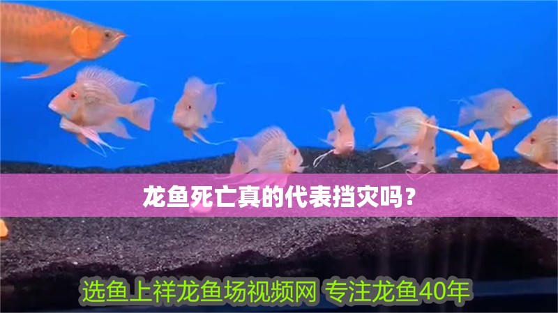 龍魚死亡真的代表擋災嗎？